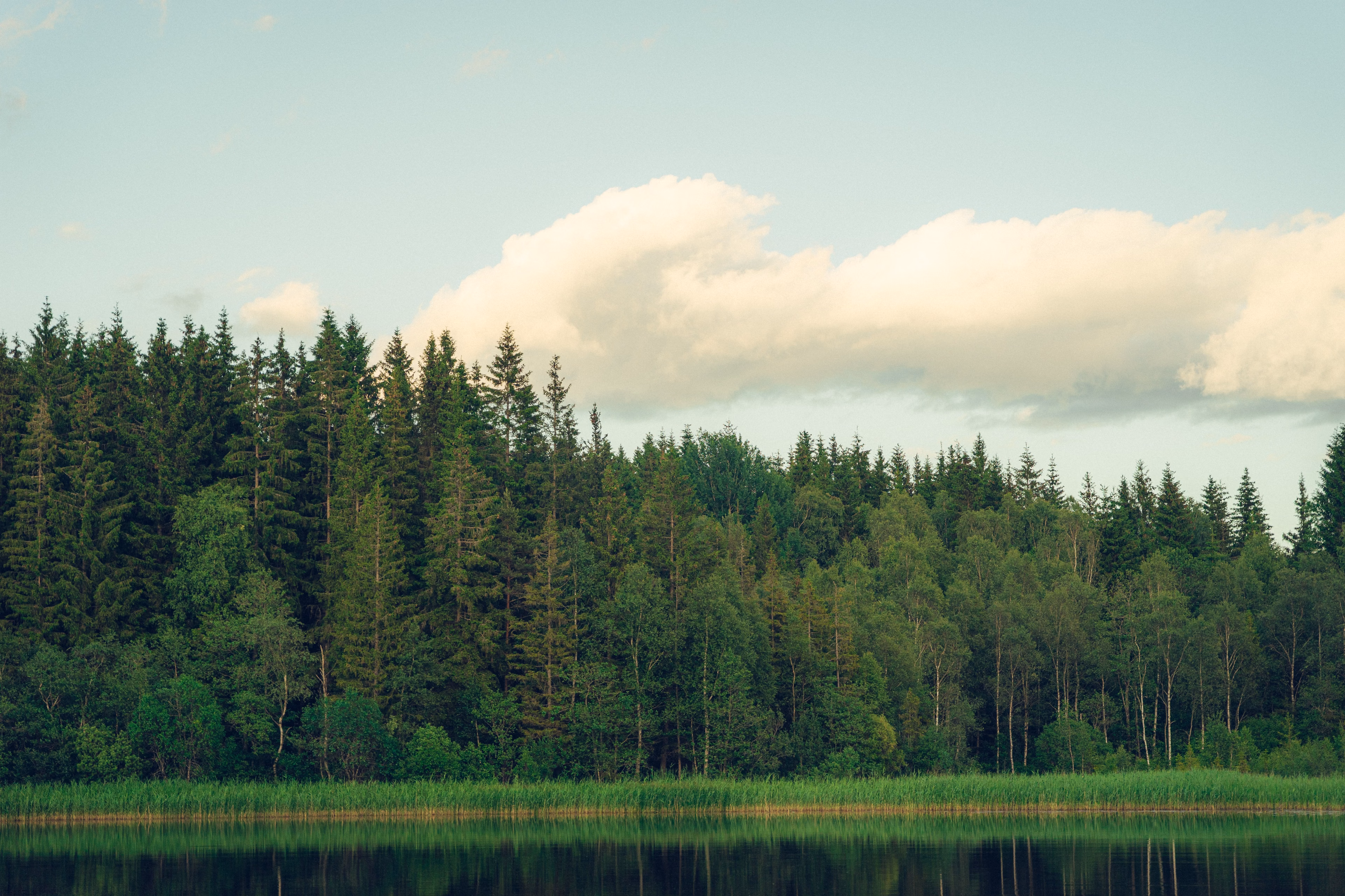 Stilla tallskog i Sverige med en spegelblank sjö
