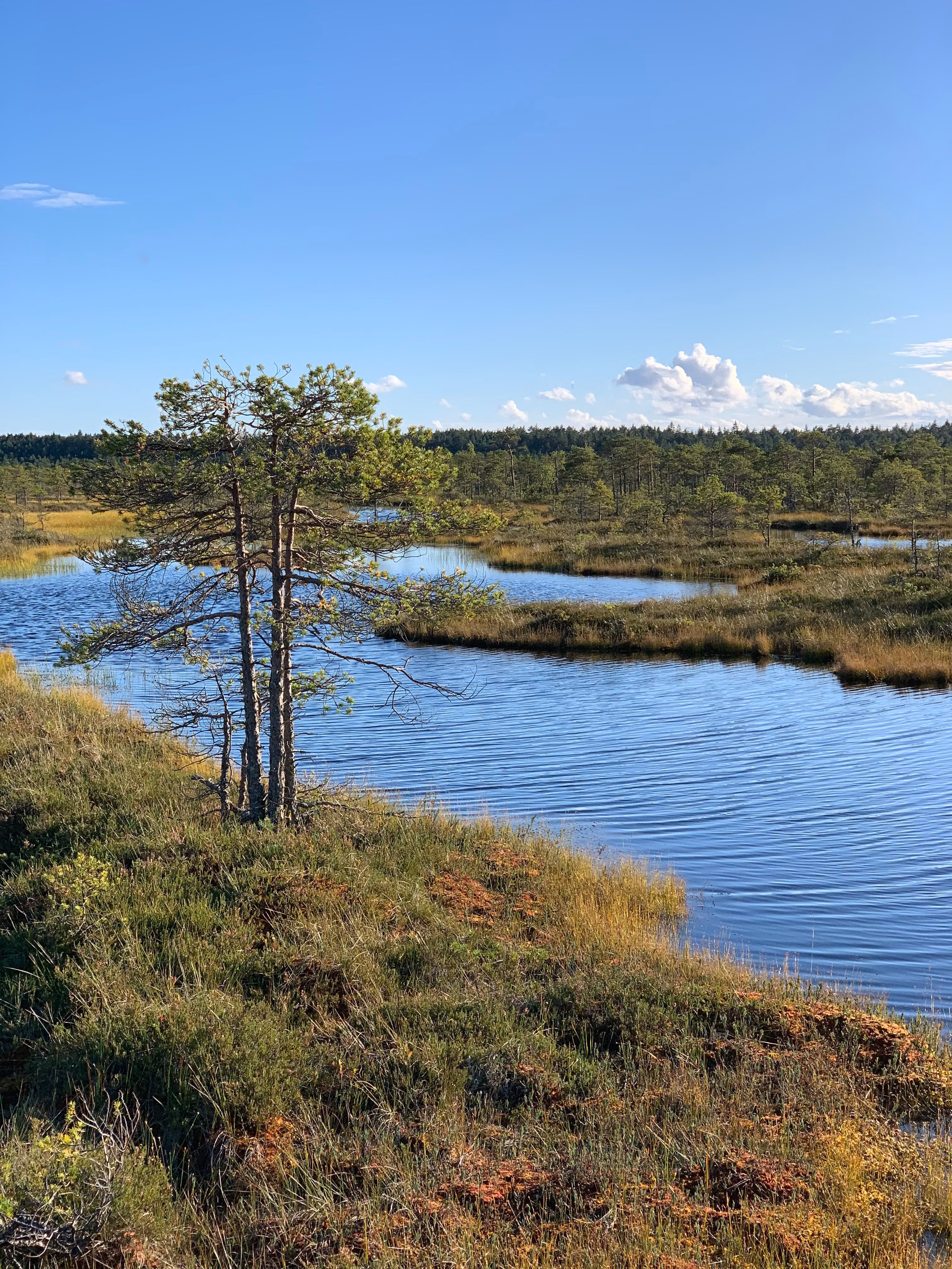 Öppet vatten och tallar i ett myrlandskap under blå himmel