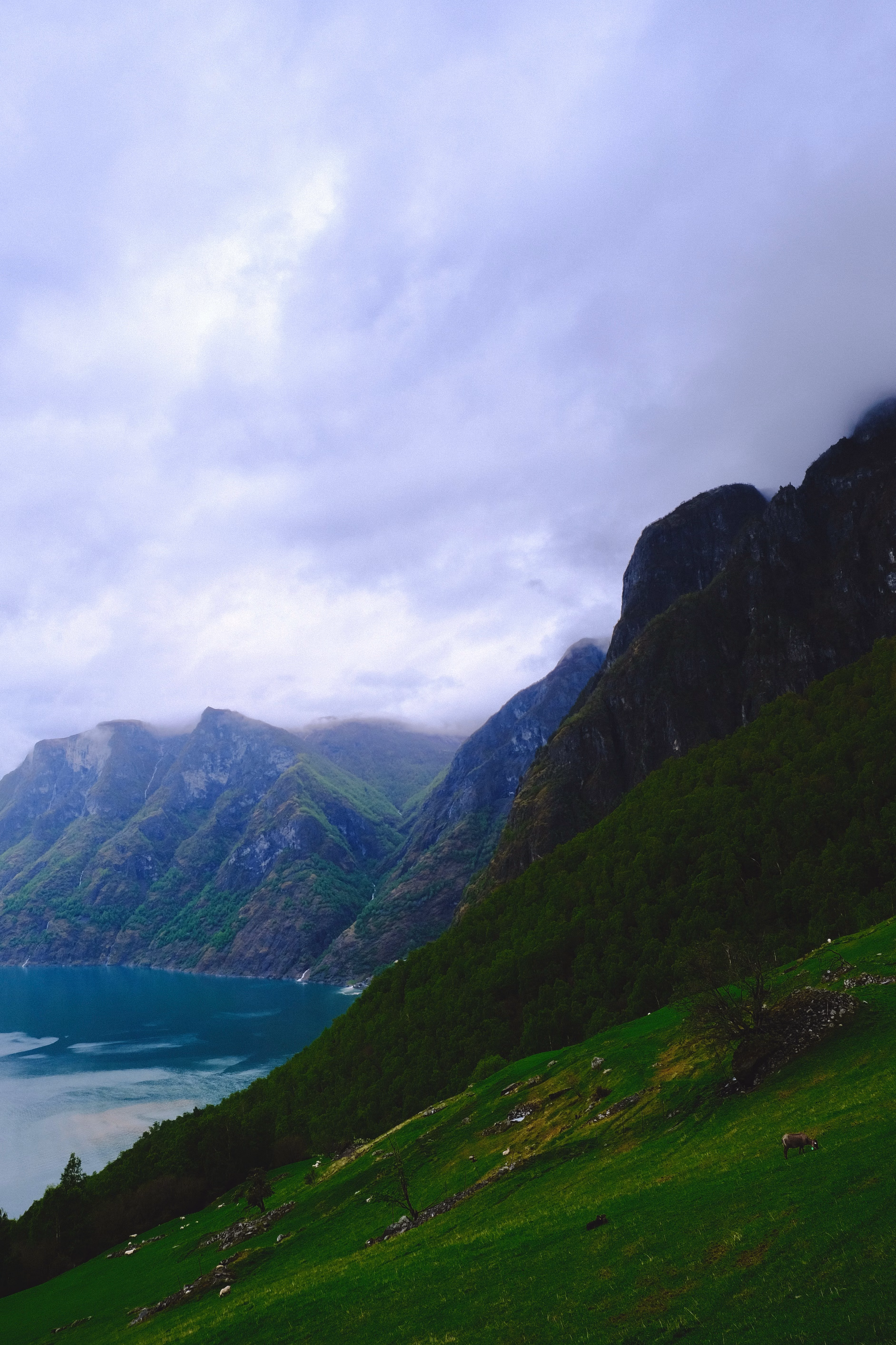 Vy över en fjord med grönska och berg under molnig himmel